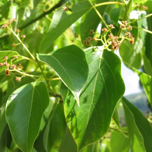 Les bienfaits de l'huile essentielle de Ravintsara